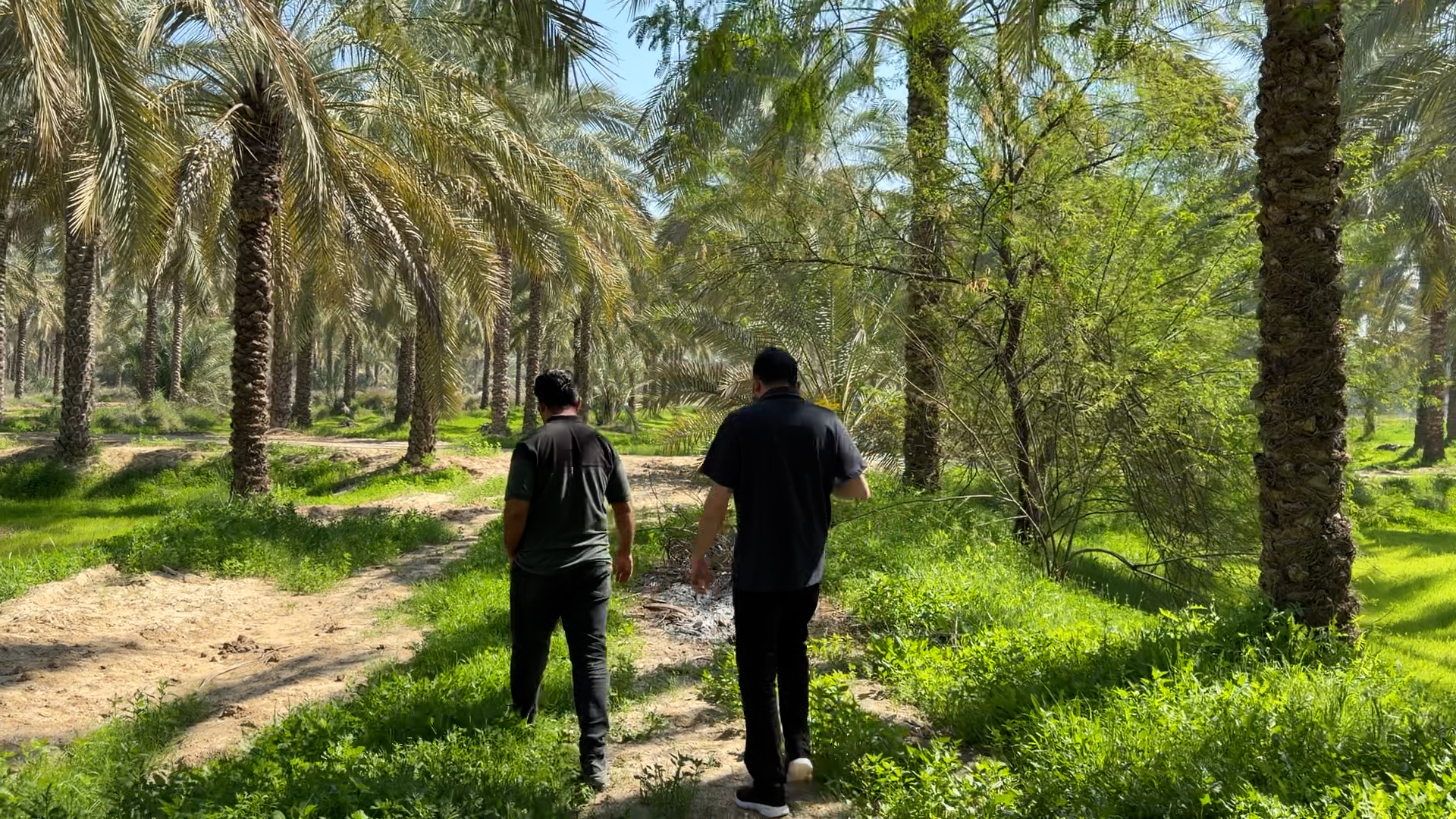 داریوش و هادی شجاری در حال قدم‌زدن میان نخل‌های نخلستان آب‌پخش بوشهر