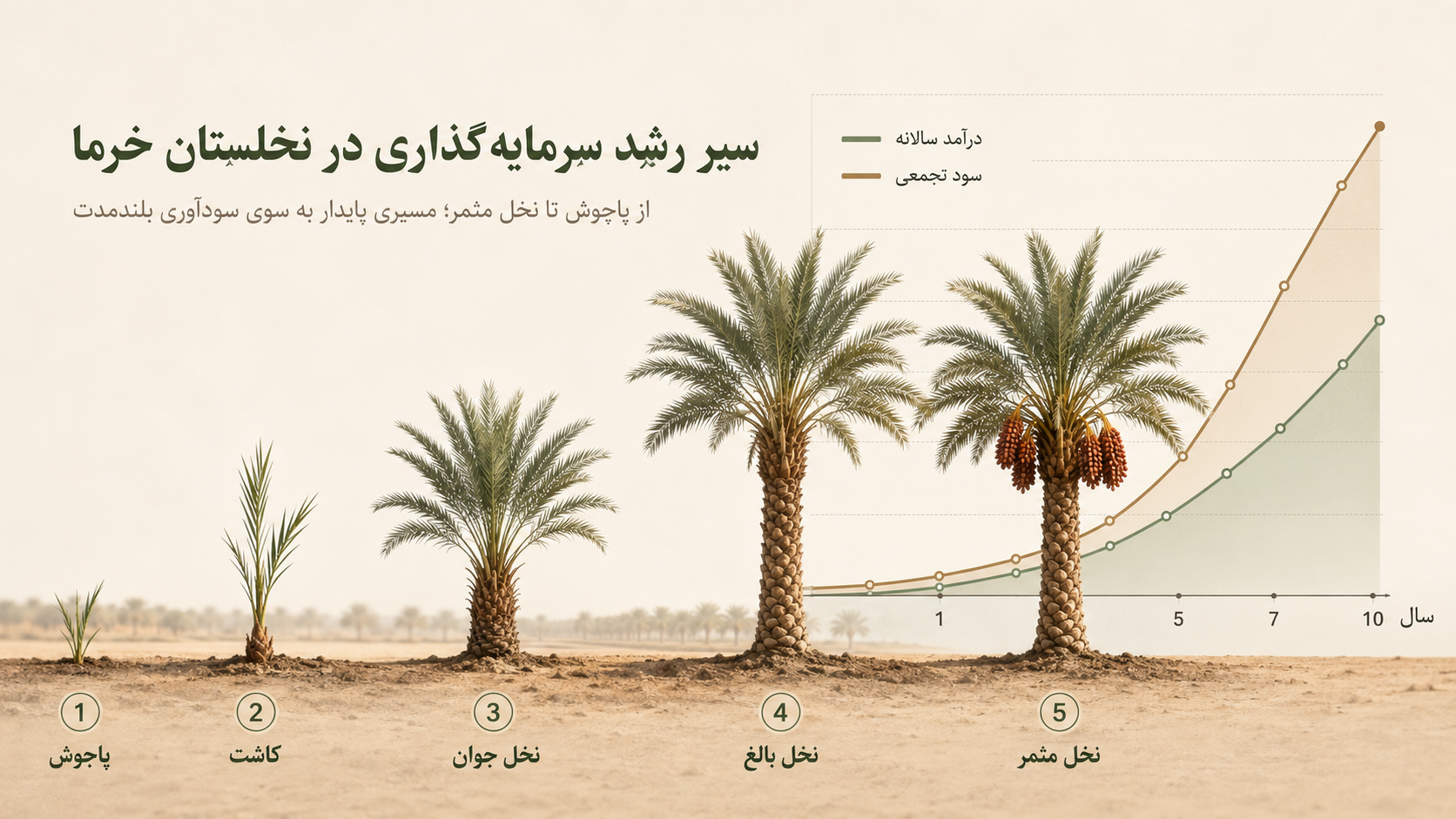 سیر رشد سرمایه‌گذاری در نخلستان خرما: پاچوش، کاشت، نخل جوان، نخل بالغ و نخل مثمر، همراه با منحنی درآمد سالانه و سود تجمعی